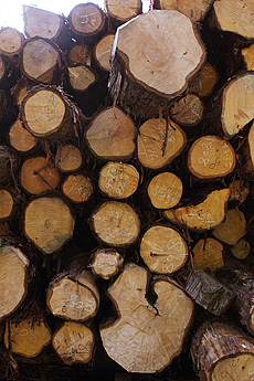 写真：槙（まき） 原木