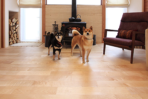 国産　板屋楓（イタヤ カエデ）無垢フローリング　施工写真