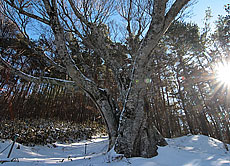 写真：椈（ブナ）