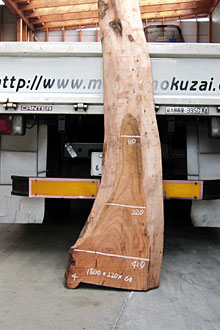 写真：欅（ケヤキ）耳付板