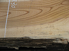 写真：欅（ケヤキ）耳付板