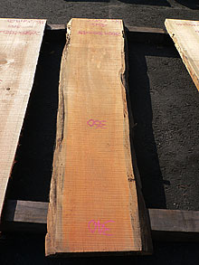 写真：ひめこ耳付板