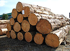 写真：青森ヒバ　原木