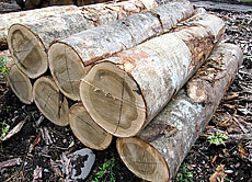 写真：朴の木（ホオノキ）　原木