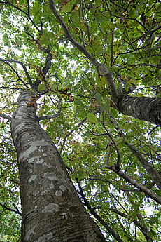 写真：朴の木（ホオノキ）