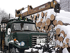 写真：クリの原木