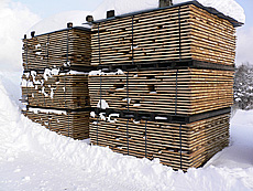 写真：クリ原板　自然乾燥