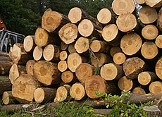 写真：黒松（クロマツ） 原木