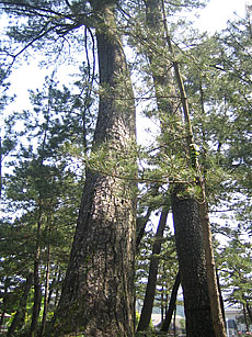 写真：黒松（クロマツ）