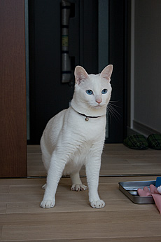 楢（なら／オーク） 無垢フローリング　施工写真