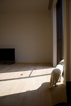 楢（なら／オーク） 無垢フローリング　施工写真