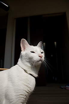 楢（なら／オーク） 無垢フローリング　施工写真