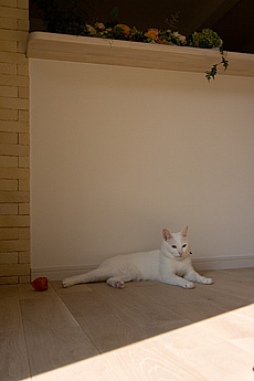 楢（なら／オーク） 無垢フローリング　施工写真