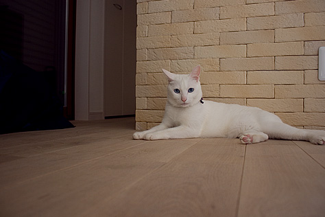 楢（なら／オーク） 無垢フローリング　施工写真