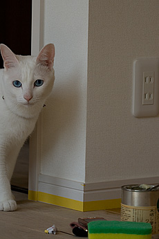 楢（なら／オーク） 無垢フローリング　施工写真