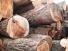 写真：ブラックウォールナット原木