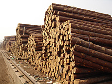 写真：唐松原木