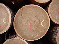 写真：唐松原木